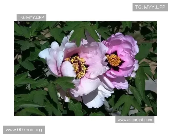 牡丹娱乐城：丰富多彩的娱乐设施满足不同客户的多样需求